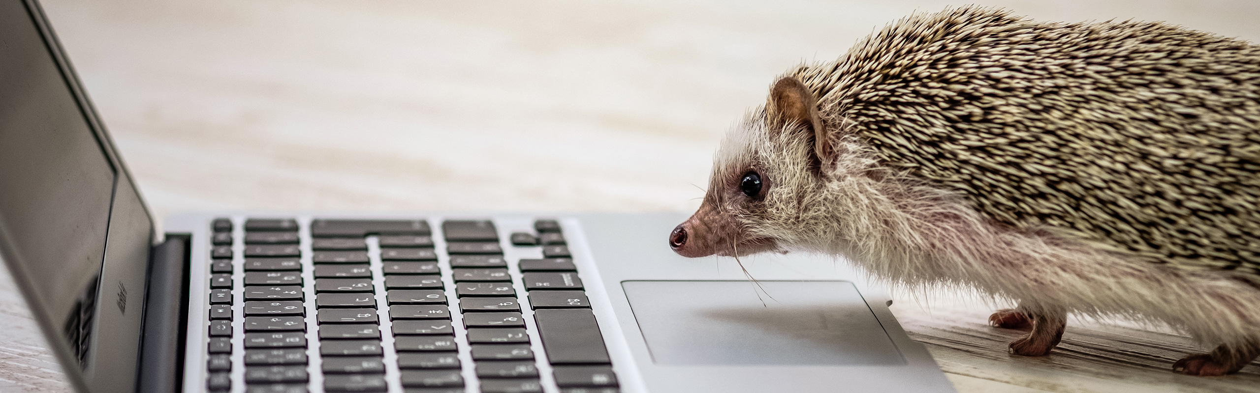 パソコンとハリネズミ