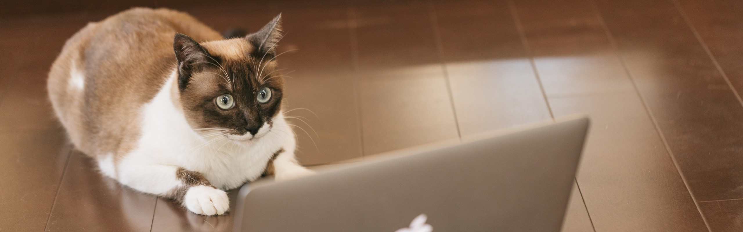 ワールドワイドウェブ